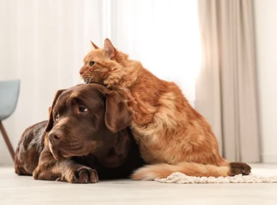 Características ideales de los suelos para mascotas