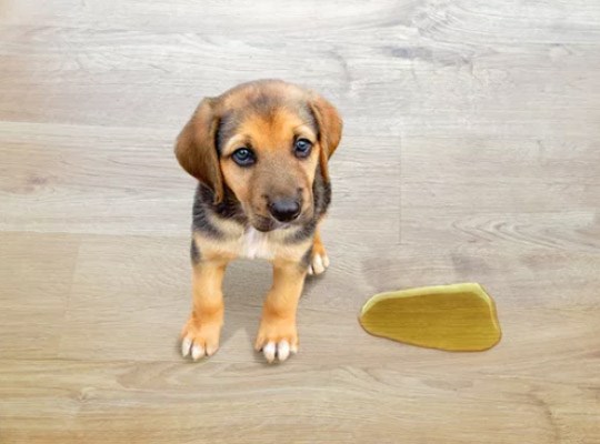 Riesgos que sufren los suelos con perros o gatos en casa