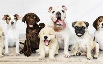 Suelos para mascotas: tarimas resistentes para perros y gatos